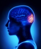 19006204-occipital-lobe--female-brain-anatomy-lateral-view