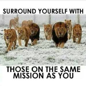LIONS SURROUND YOURSELF find the others